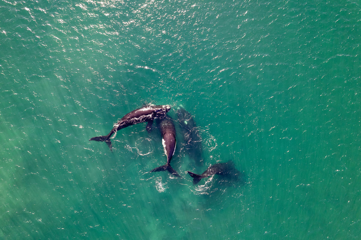 surfing can also generate environmental impacts. surfing marine protection